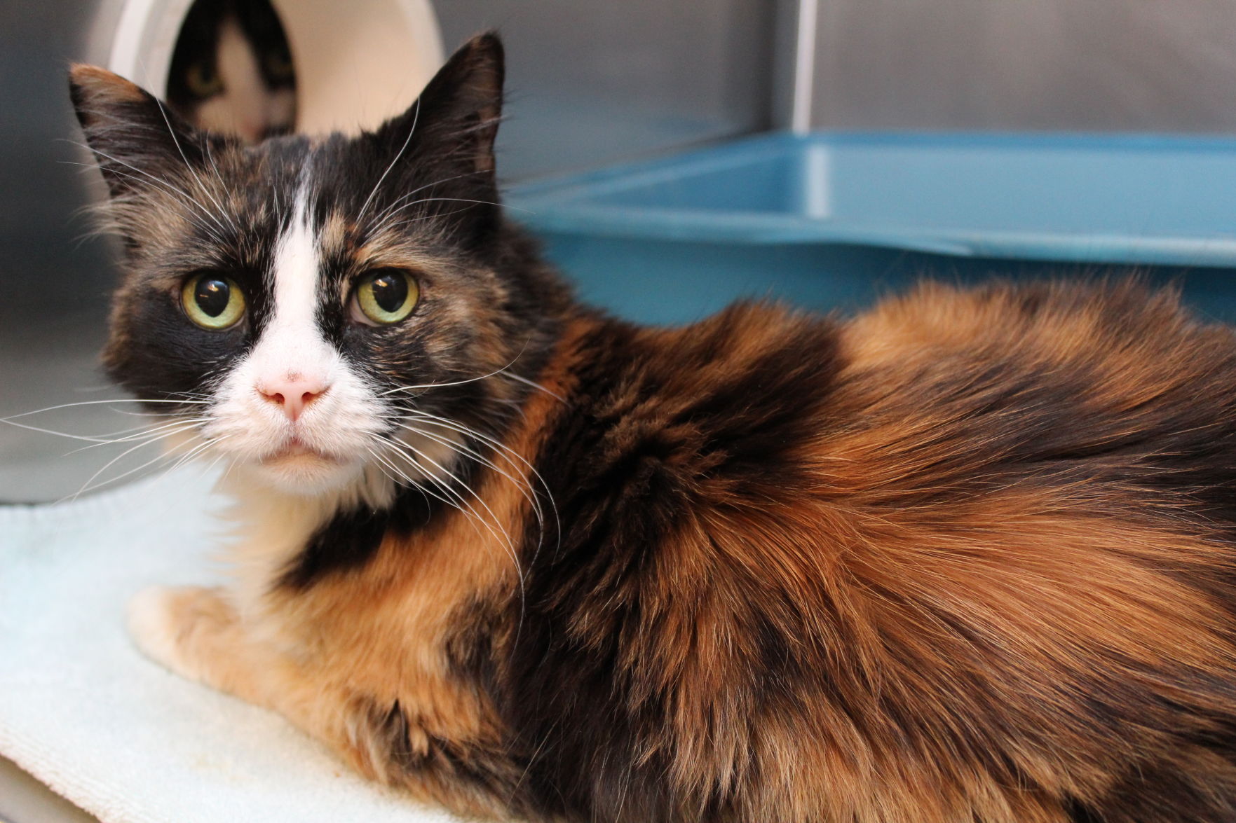 Adopt A Friend: Panda and Bear
